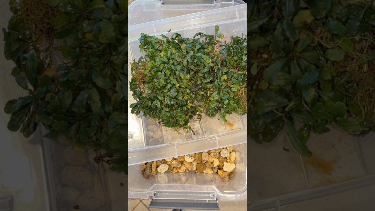 Забираю свою последнюю импортную буцефаландру! #buce #bucephalandra #bucep #epiphyte