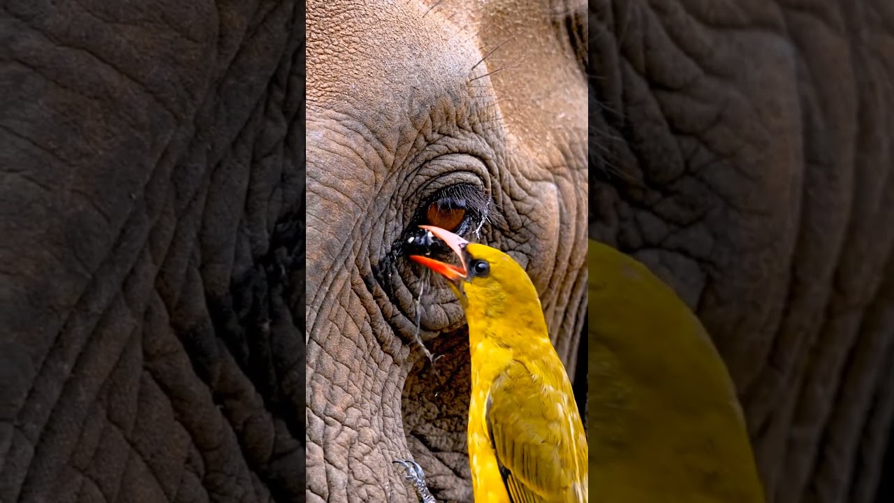 😀🐘🐦A little bird is helping an elephant.#animals #elephantvideo #wildlife #viralshorts