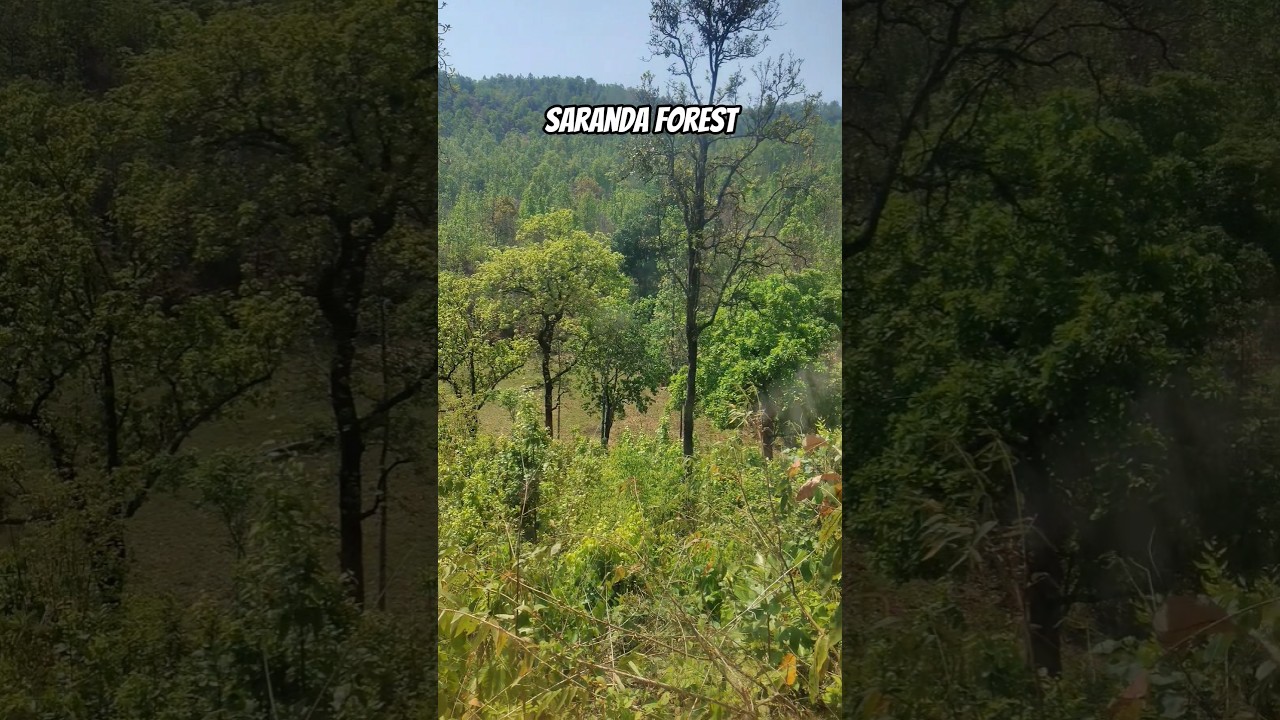 saranda Forest Asia 🌏 Largest Ghana jungle 