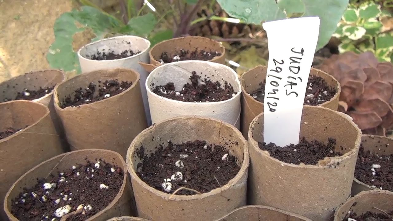 Semilleros con tubos de papel higiénico