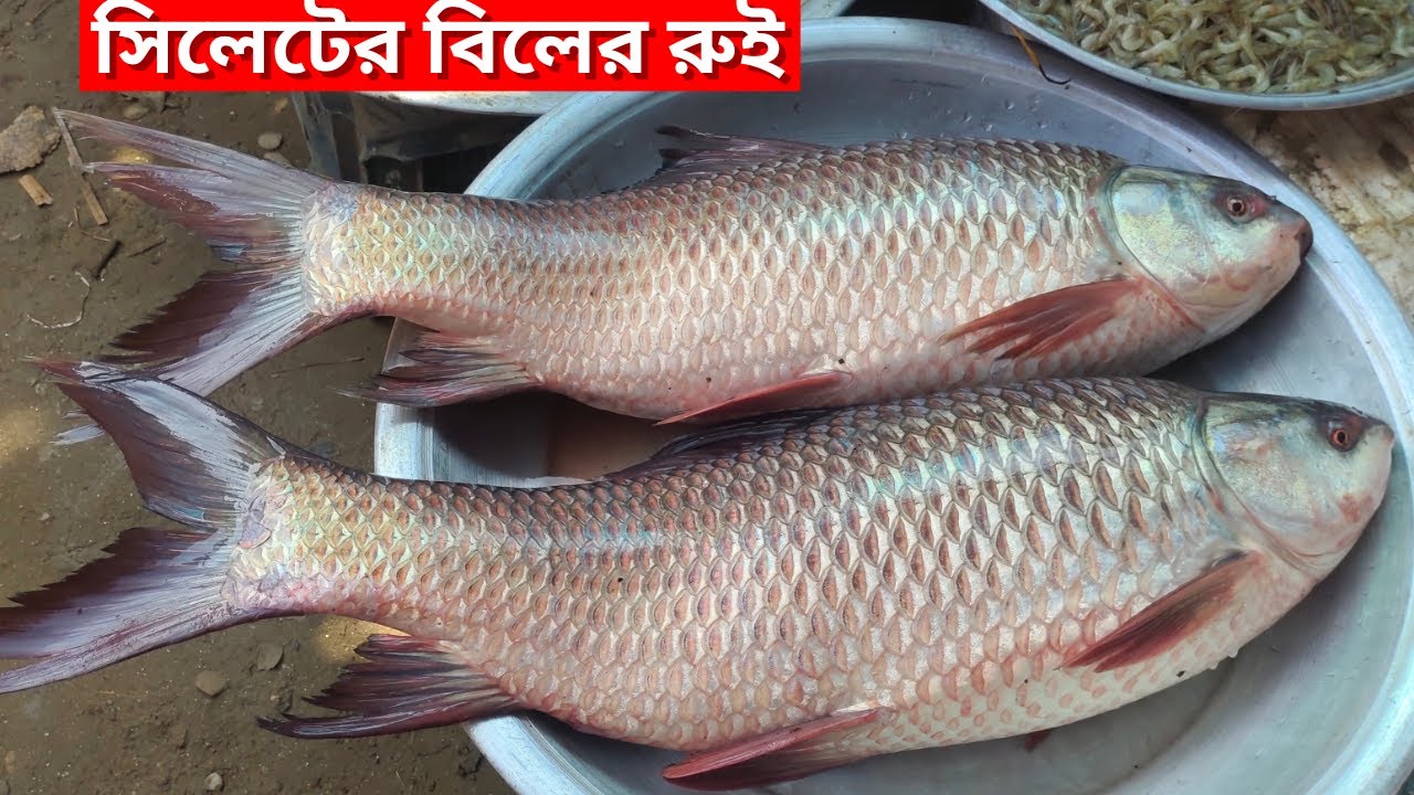 লন্ডনি আর সৌদি প্রবাসিদের প্রিয় পাঠানটুলা মাছ বাজার, সিলেট