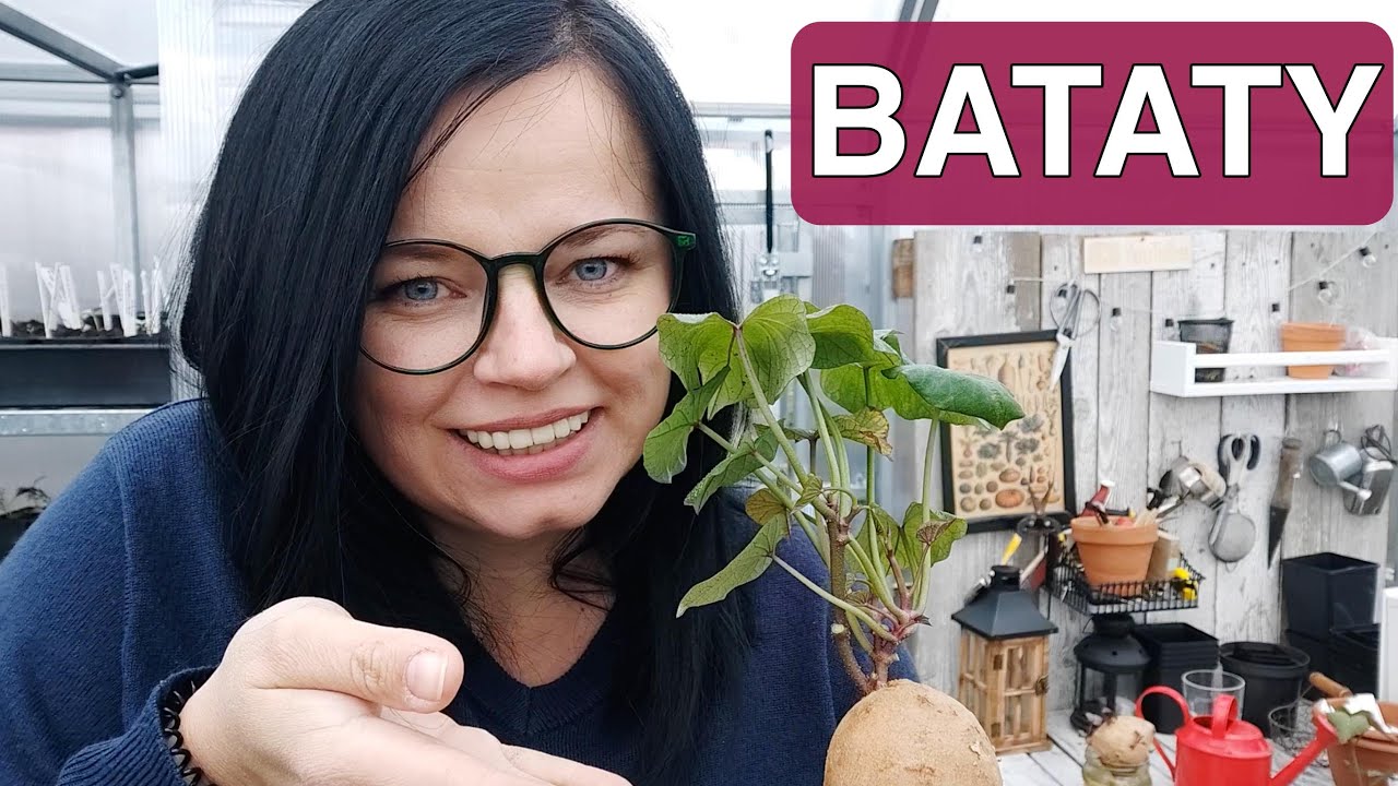 Bataty w ogrodzie – instrukcja uprawy słodkich ziemniaków. Bataty uprawa w doniczce. Kasia in