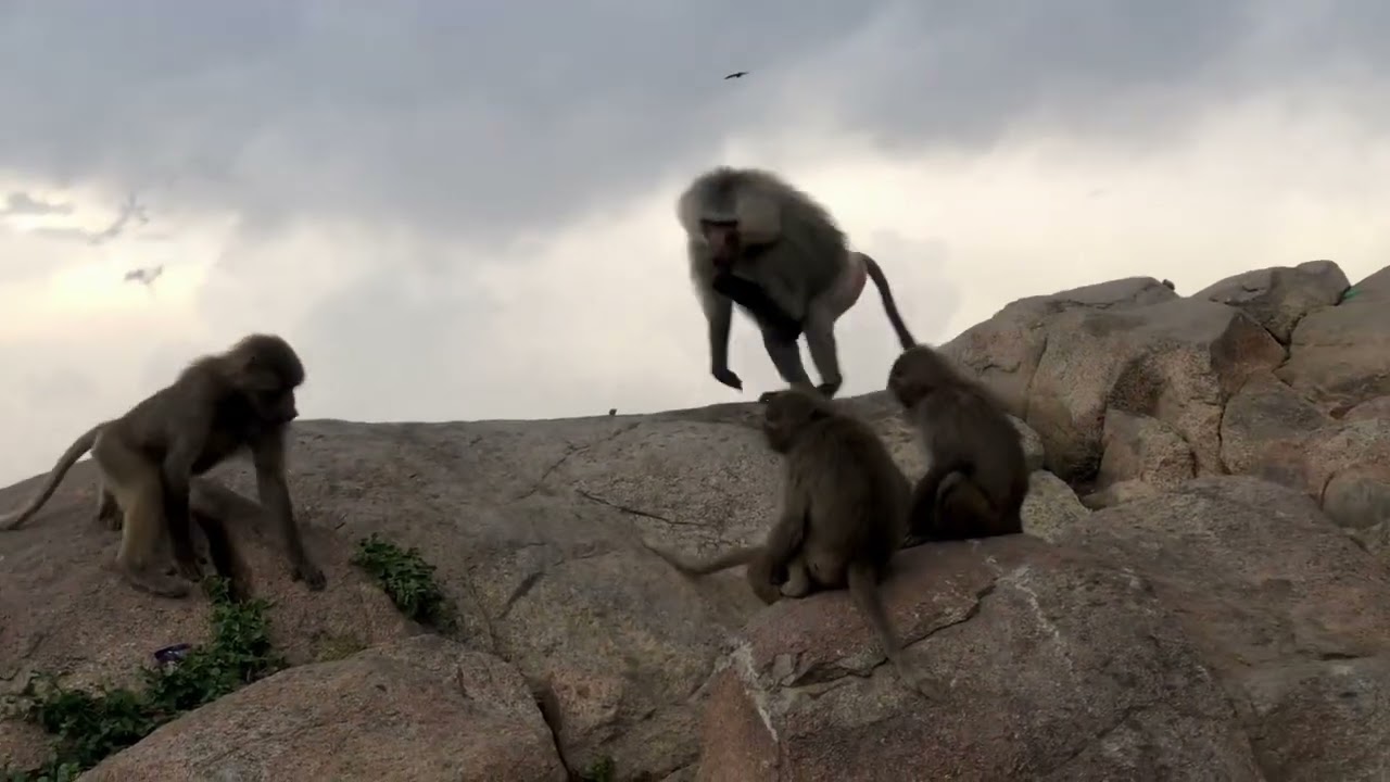 Hamadryas Baboons at Al Dabbab Walkway - Abha - Saudi Arabia