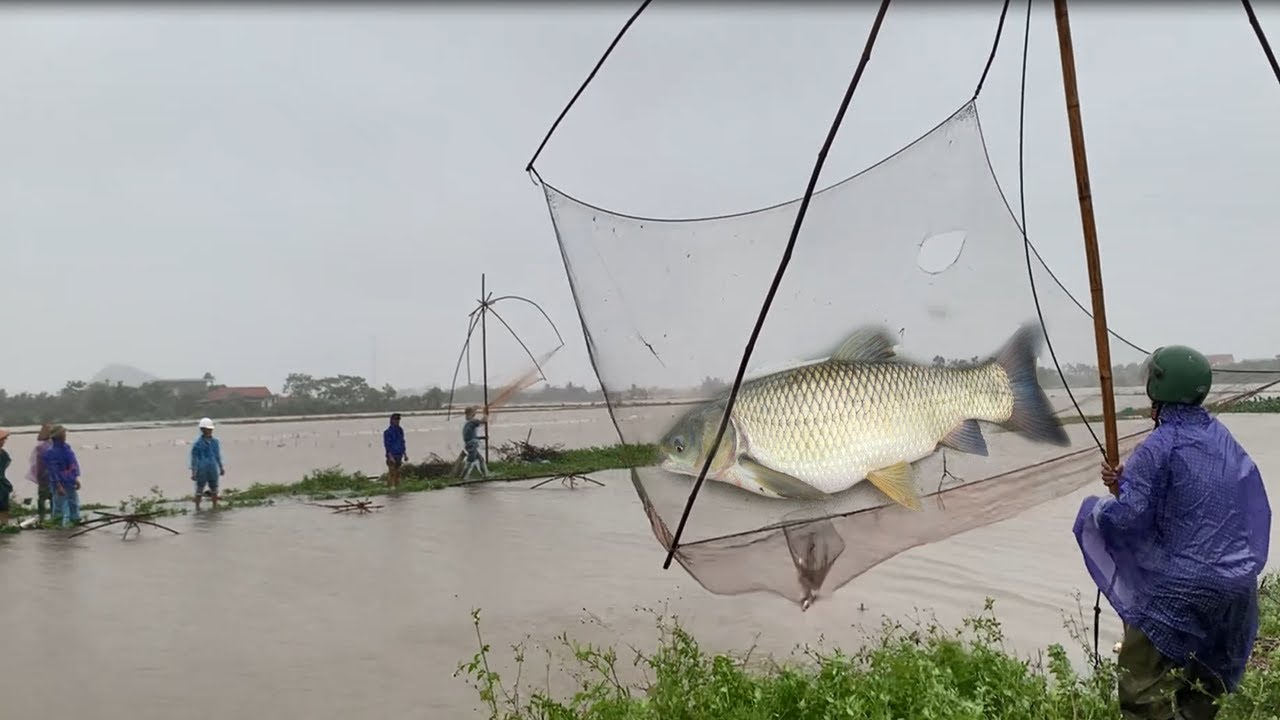🌊🎣 Kéo vó giữa mùa bão số 5 Kajiki – Cá khủng đầy sông!