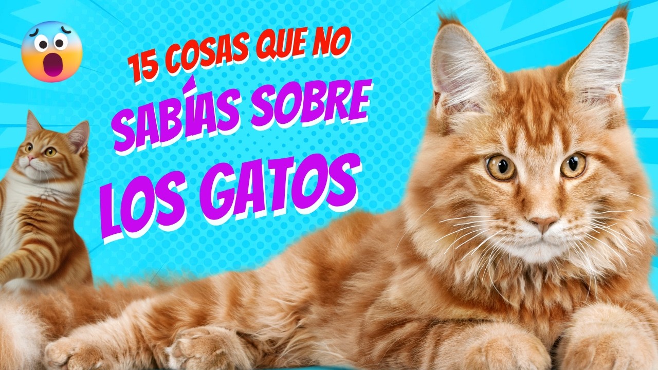 15 Cosas que no sabías sobre los Gatos - ¡Descubrelos aqui!