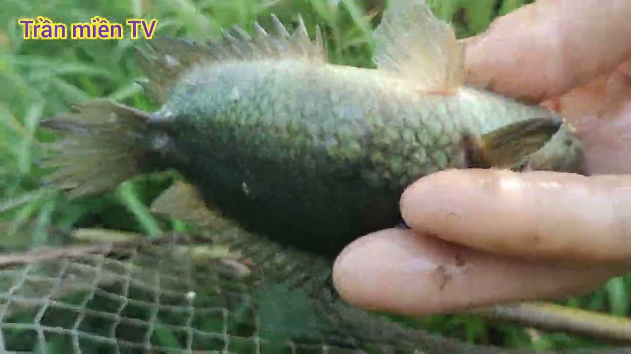 Thăm Lờ Sóc Trăng với em mãi trại cá lóc bông quá dữ