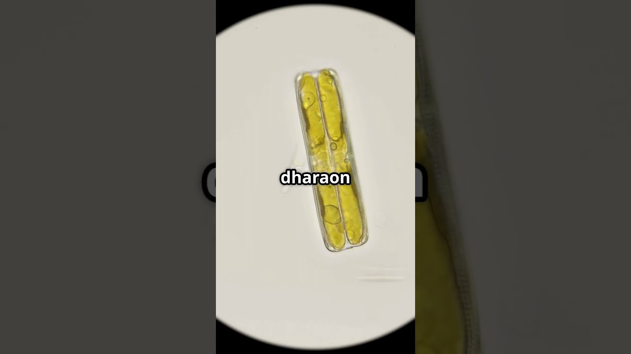 Chrysophytes | Dinoflagellates | Diatoms | Gonyaulax | Red Tide | Biological Classification | NEET