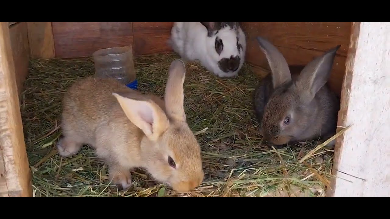 IEPURI Combinații inedite de rase de Iepurași la Danut Trifan