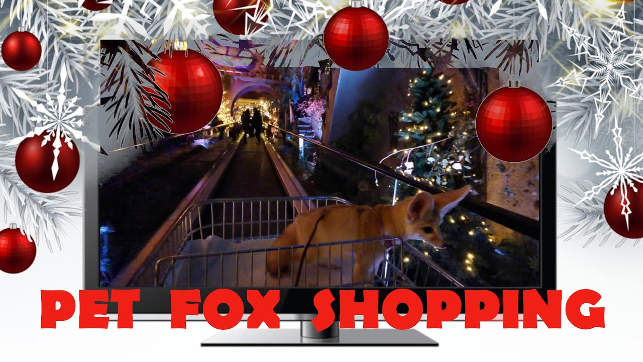 Cutest Christmas Elf You Will Ever See