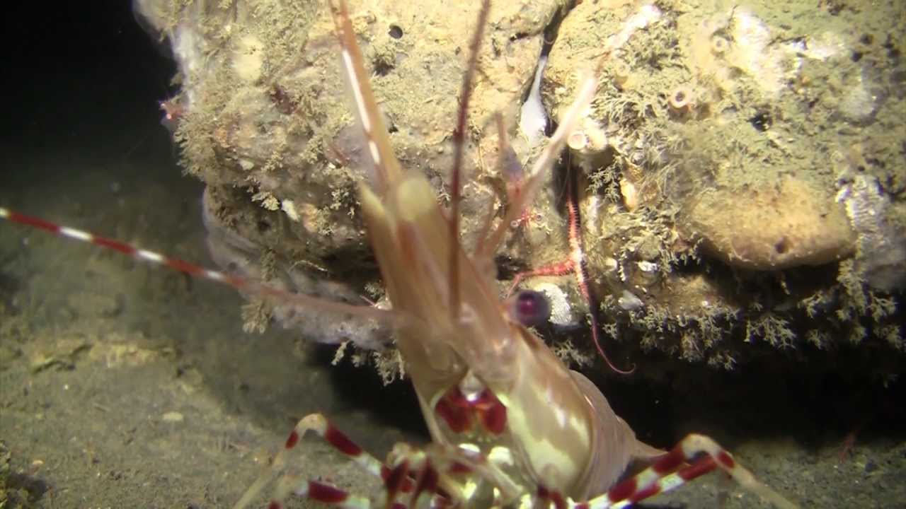 Fathoms Deep: Protecting the Seafloor-- Narrated by Alexandra Cousteau