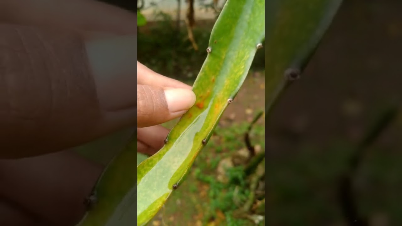dragon fruit like this will die | Characteristics of dragon fruit attacked by fungal disease