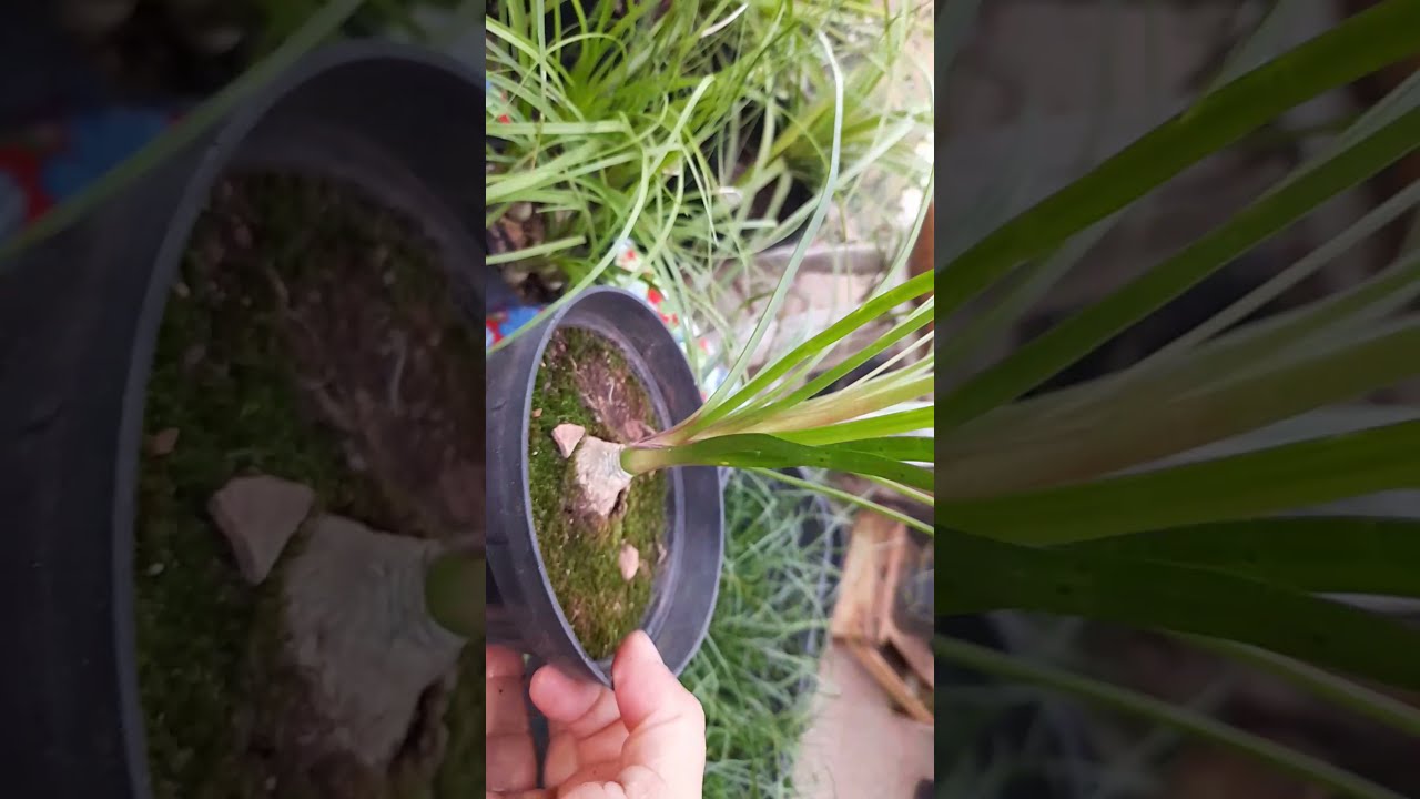 Como germinar SEMENTES de PATA DE ELEFANTE!