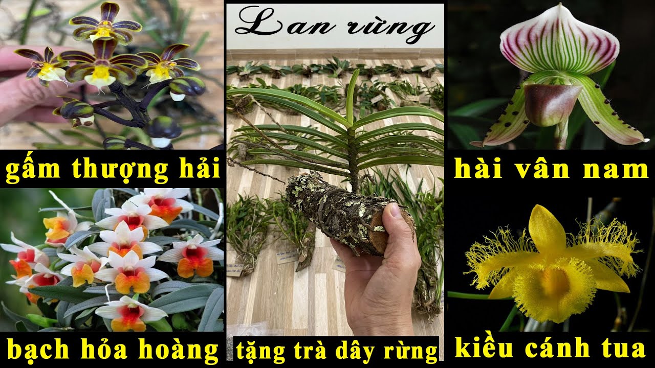 (Dạ đã hết rồi ạ)Lan rừng tối 10/12/2023(ship30k)Gấm, hài vân, hỏa hoàng, kiều cánh tua, hắc mao đẹp