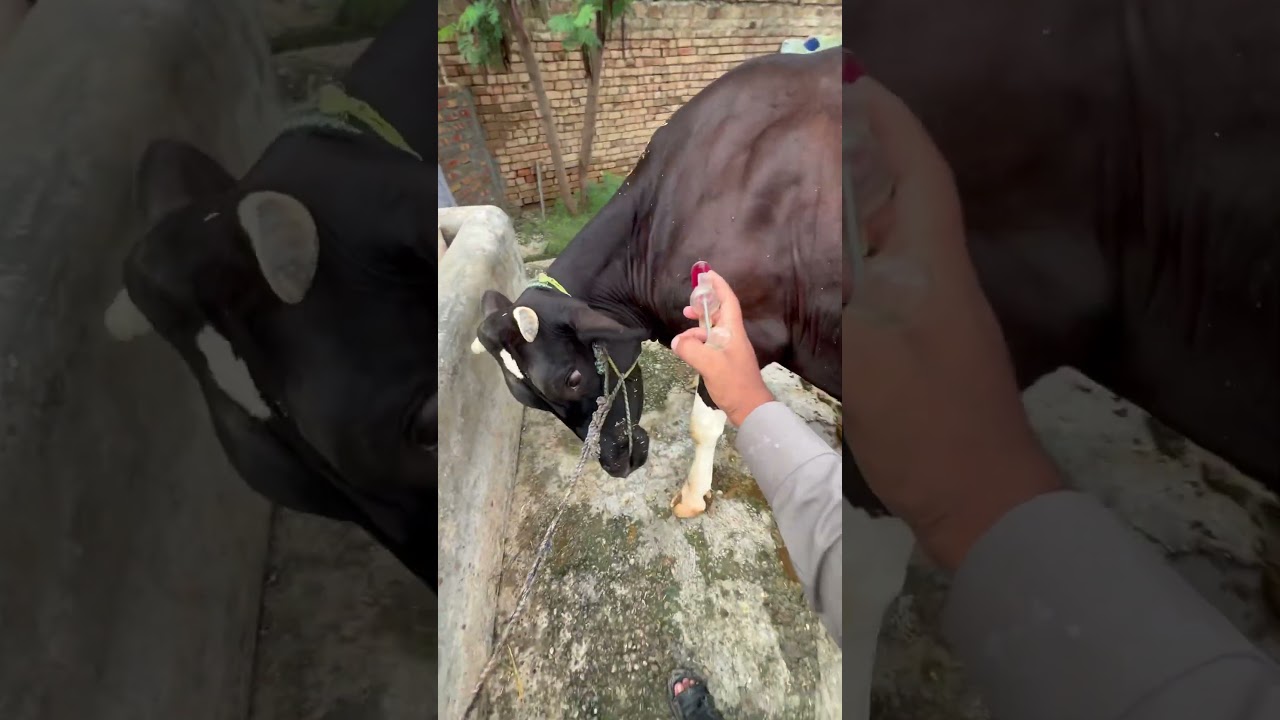 Intramuscular injection #automobile #punjabisong #punjabimusic #vetdrafaqrana #cow #remix
