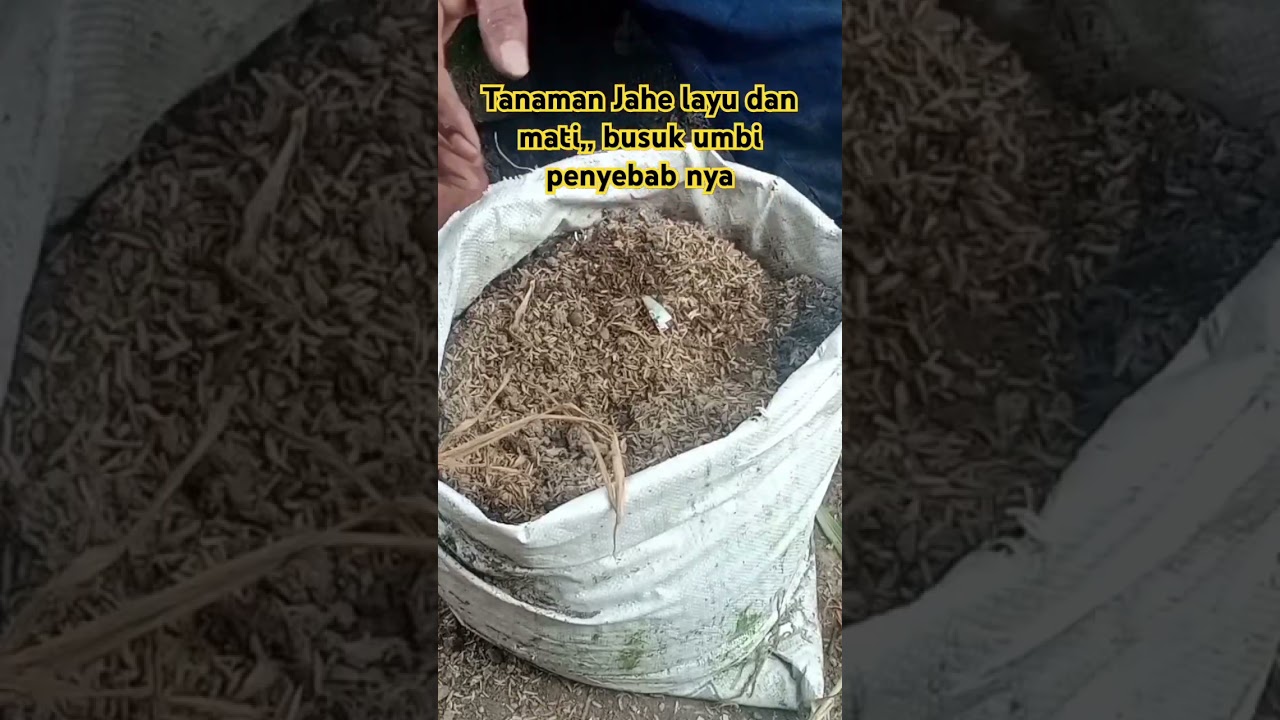 Tanaman Jahe menguning dan mati! Ini Penyebabnya#shorts#penyakit#tanaman#jaheputih#shortsviral