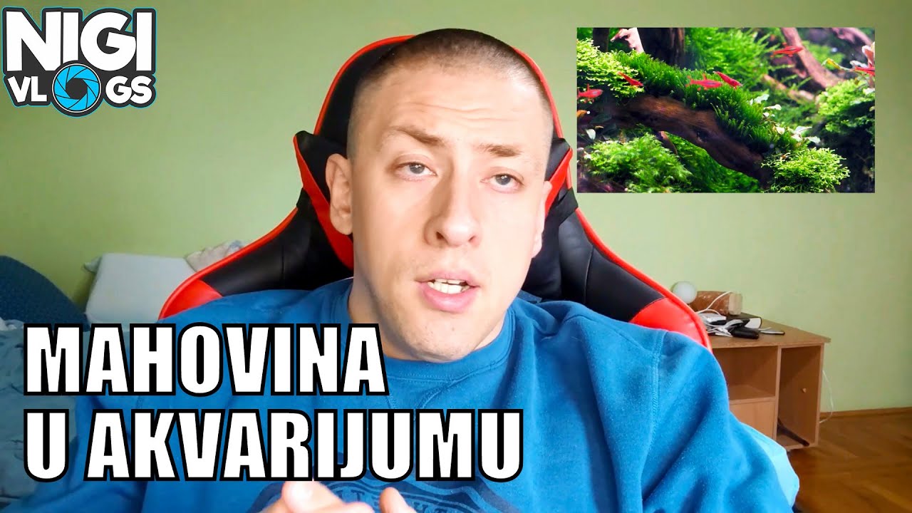 Vodena Mahovina - Najkorisnija Biljka u Akvarijumu #akvaristika #nigivlogs