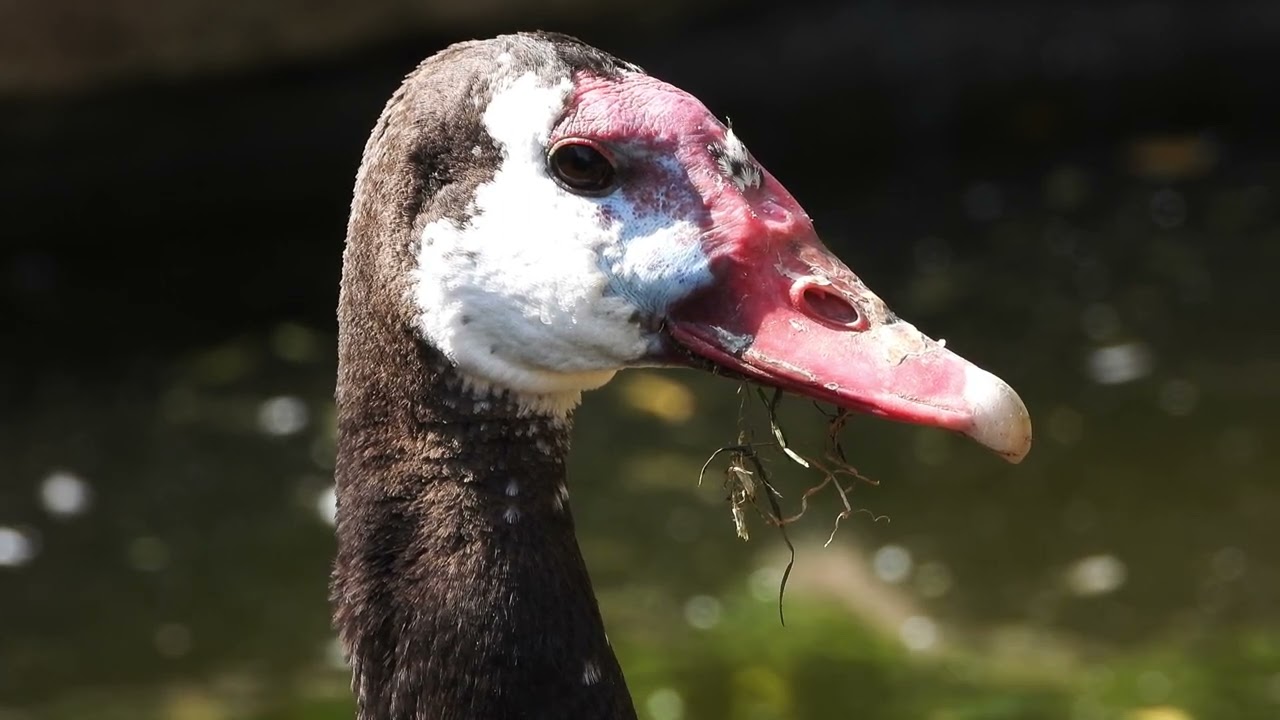 Close-up Spur-winged Goose♂&♀   4K