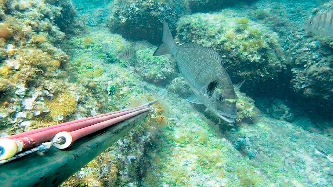 &iexcl;&iexcl;INCREIBLE ENTRADA!! Esta se quer&iacute;a comer mi arp&oacute;n... Pesca Submarina al ACECHO en la COSTA
