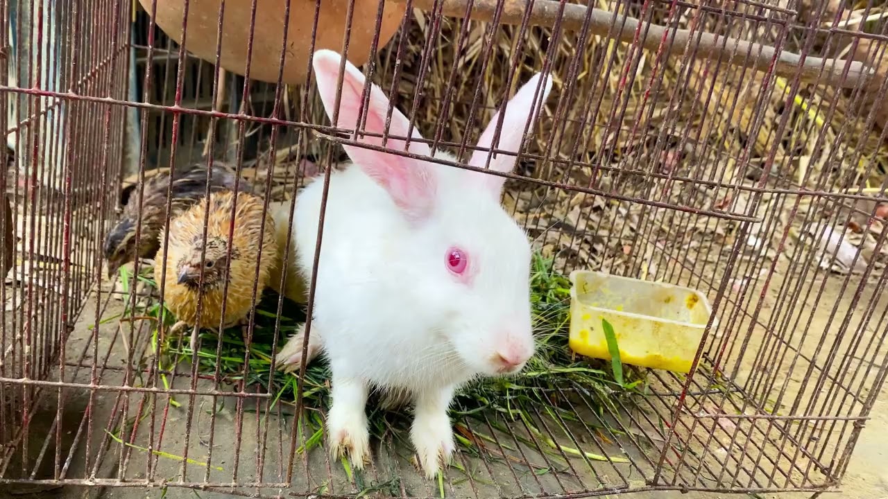 Beautiful Animal Sounds (Rabbit) | Rabbit Sounds Effects #rabbit#13