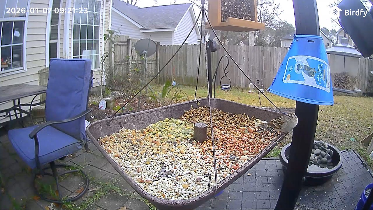 William's Bird Channel Live Stream bird feeder cam! ￼