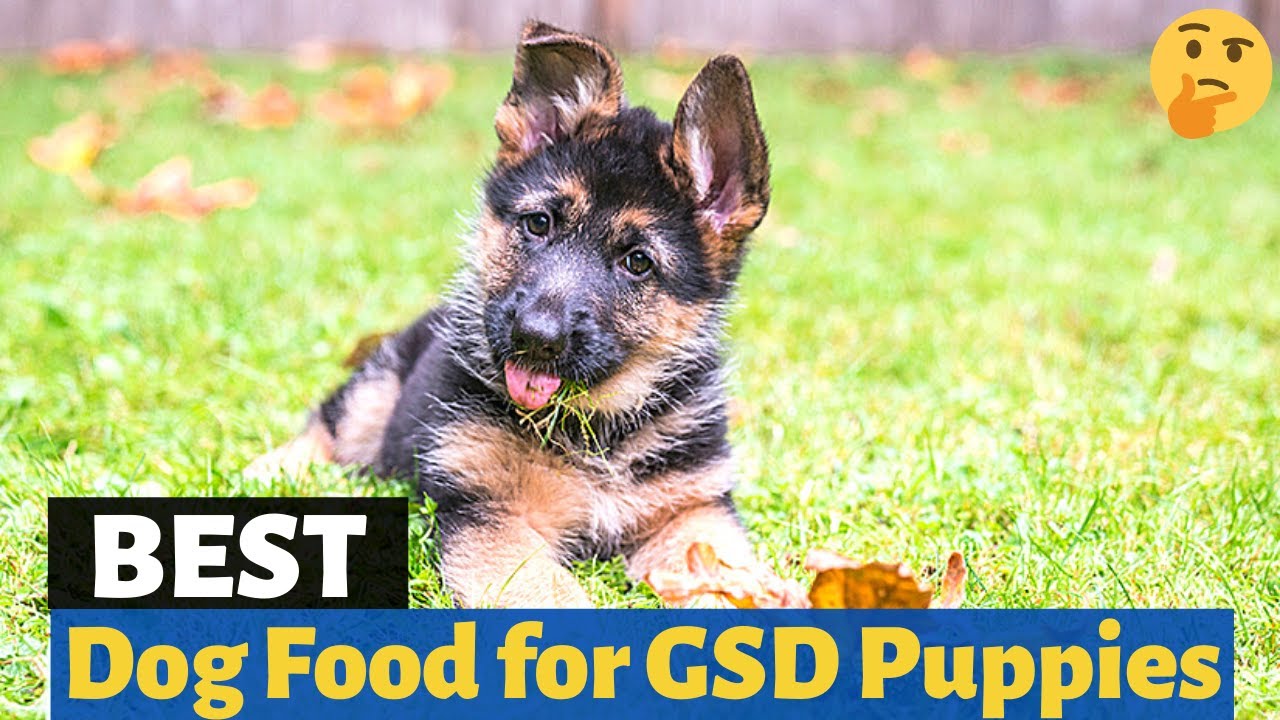 Best Dog Food for German Shepherd puppies 😍