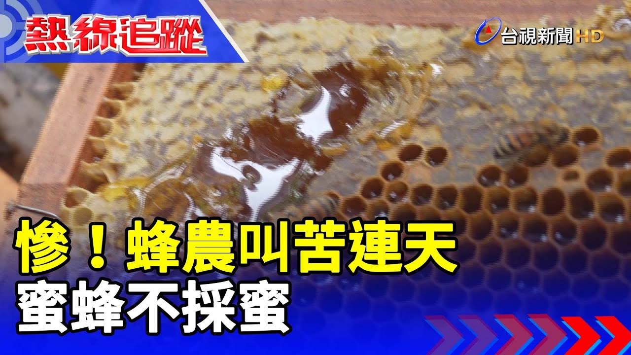 慘！蜂農叫苦連天 蜜蜂不採蜜【熱線追蹤】