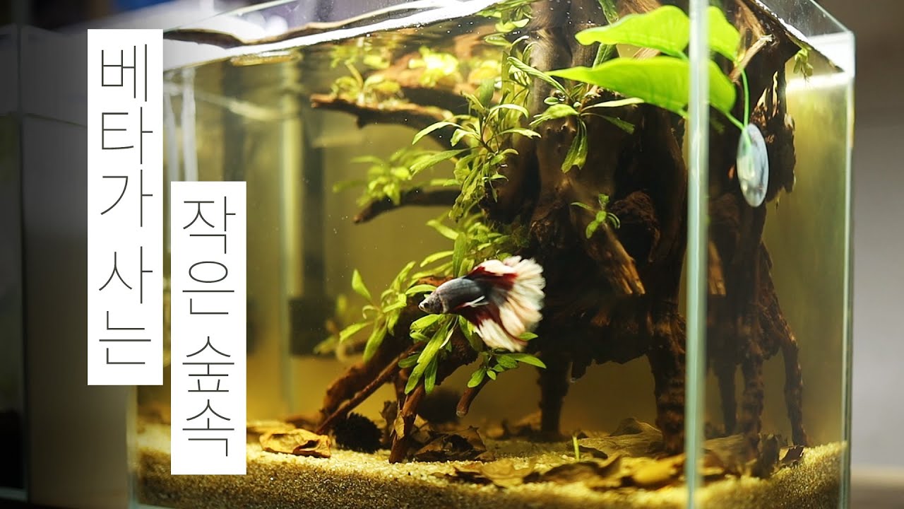 [SUB ENG] 베타가 사는 작은 숲속 | 풀버전 | 비오톱 스타일 어항 세팅 | 물멍 | Betta Biotope Aquarium | Full Version | MulMung