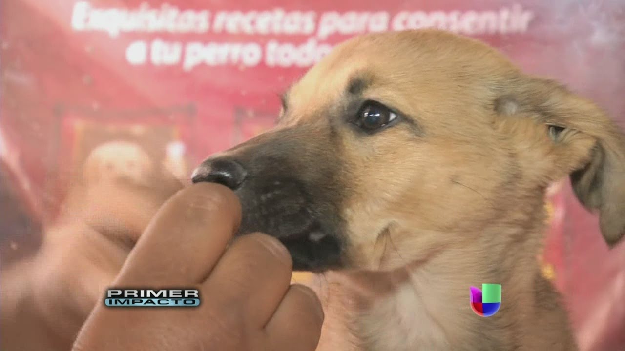 Un hombre va al rescate de perros abandonados y heridos en Colombia - Primer Impacto