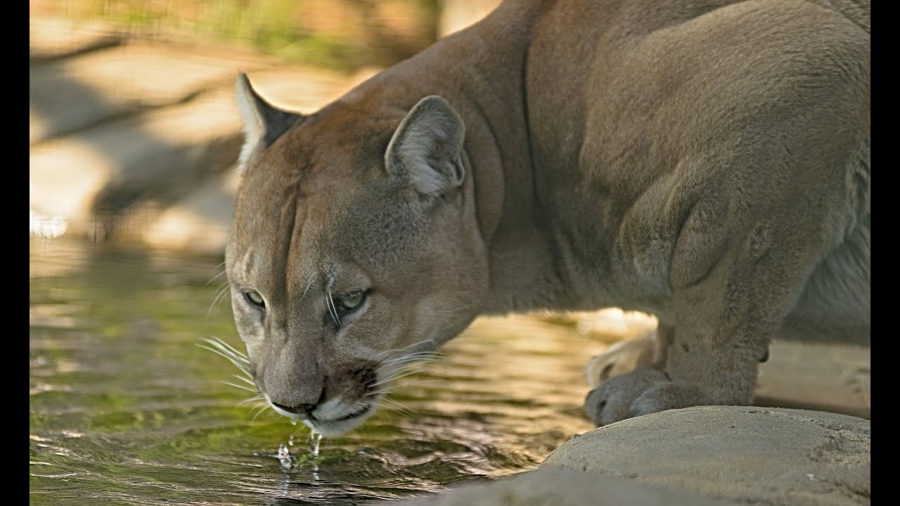 Cougar Defense Guide: Don't let them kill you