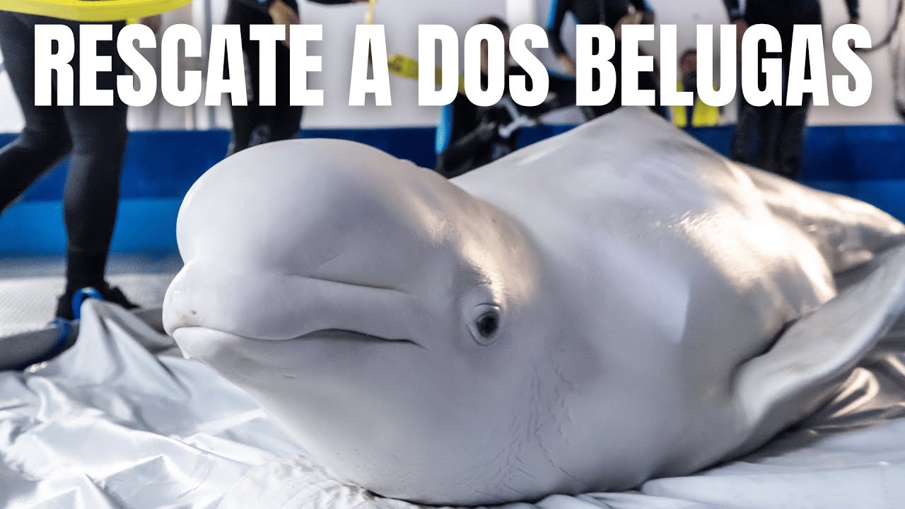 🌊 RESCATE INTENACIONAL A DOS BELUGAS DE UCRANIA 🌊
