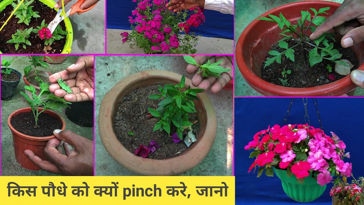 seasonal पौधे को क्यों pinch करते है | why pinching is important to plant
