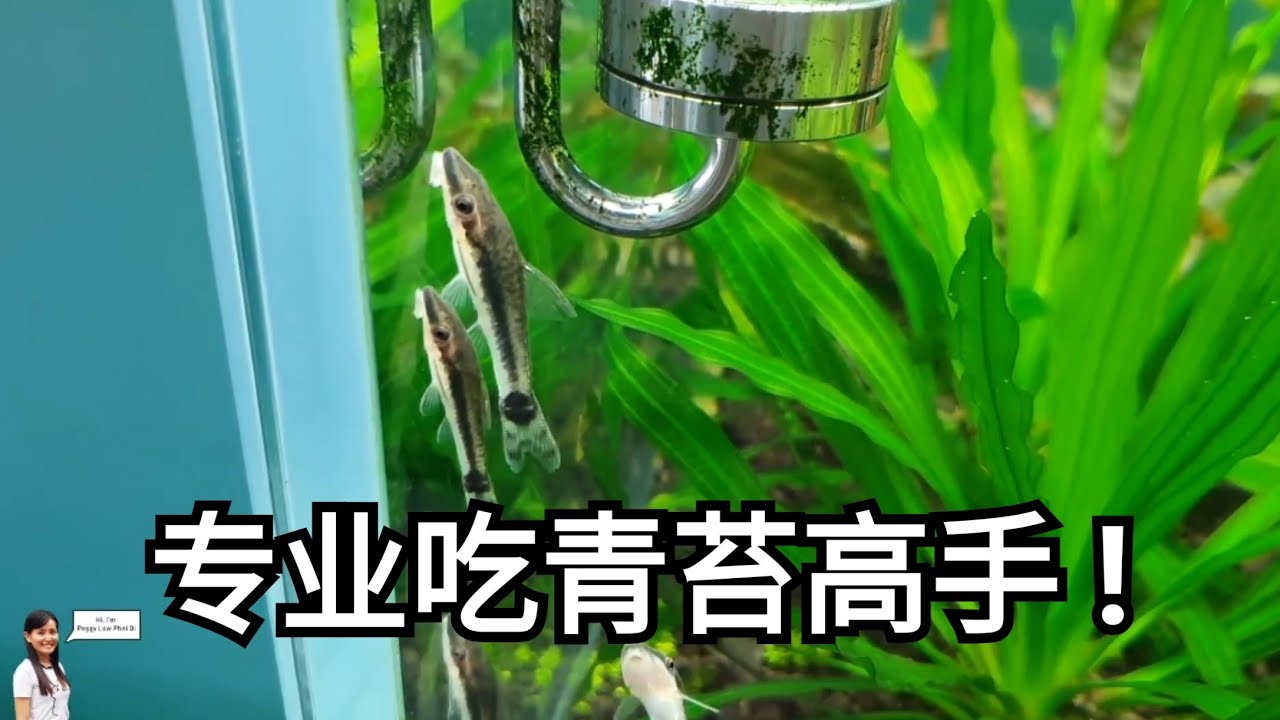 水草缸吃青苔高手小精灵鱼 OTOCINCLUS CATFISH: CARE, FOOD, SIZE & ALGAE EATING otto fish