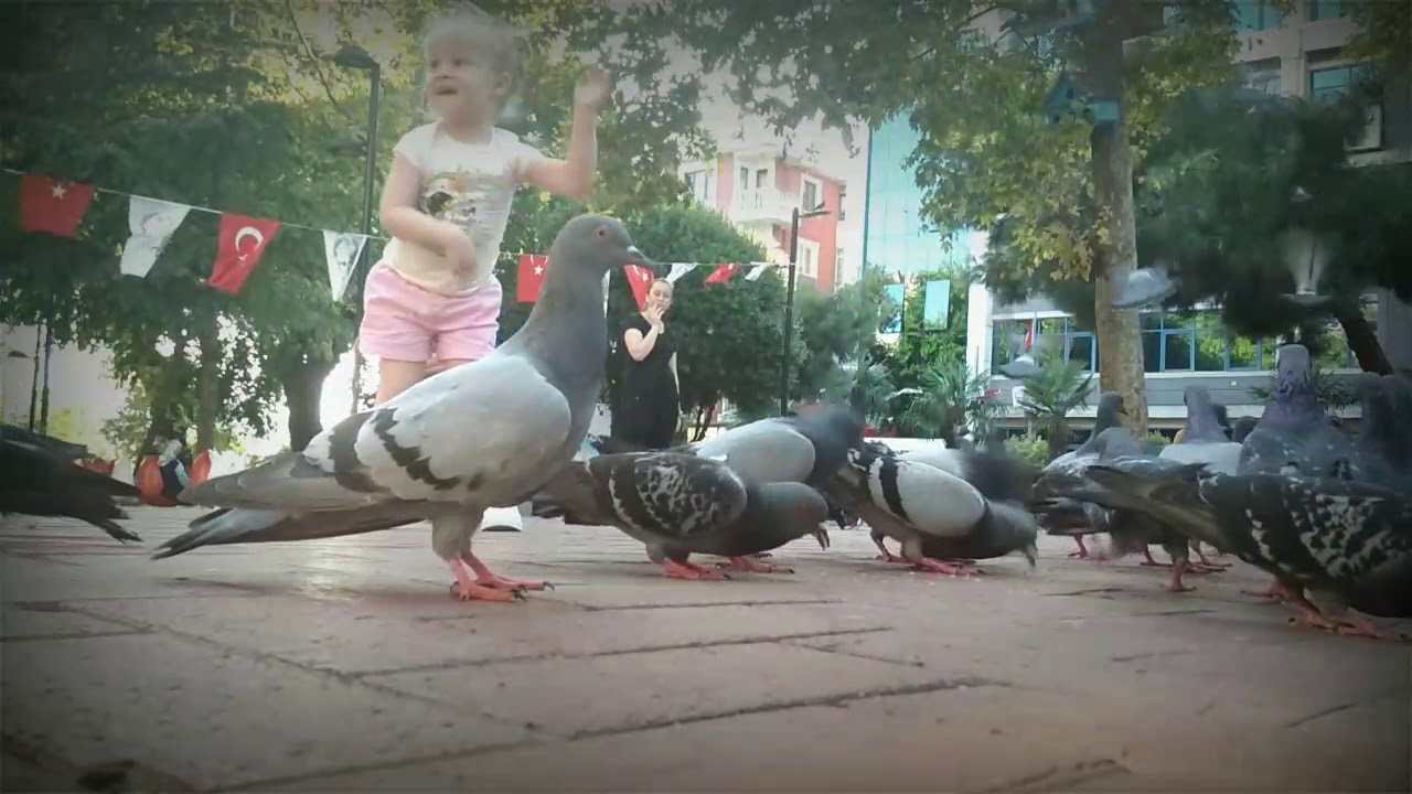 Children , Dove and quiet park