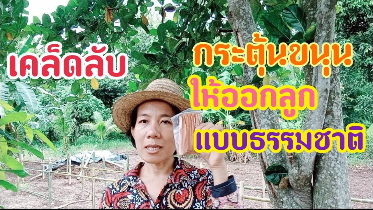 เคล็ดลับวิธีกระตุ้นให้ขนุนออกลูก