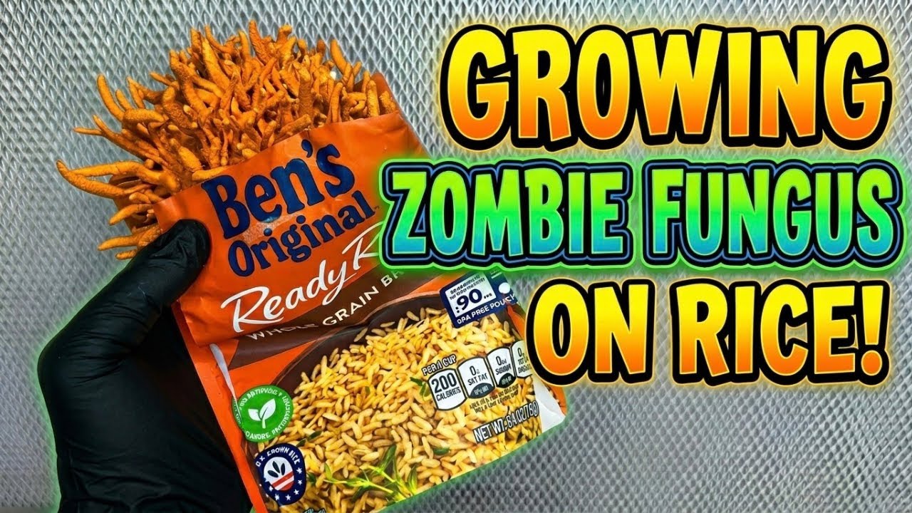 Как вырастить кордицепс милитарис с помощью готового риса Uncle Ben's