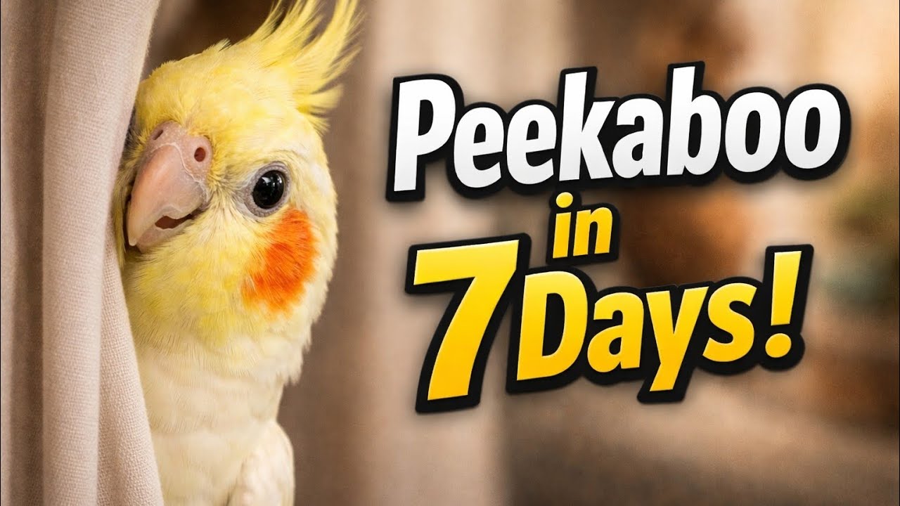 Play This 5 Minutes Daily & Teach Your Cockatiel Peekaboo