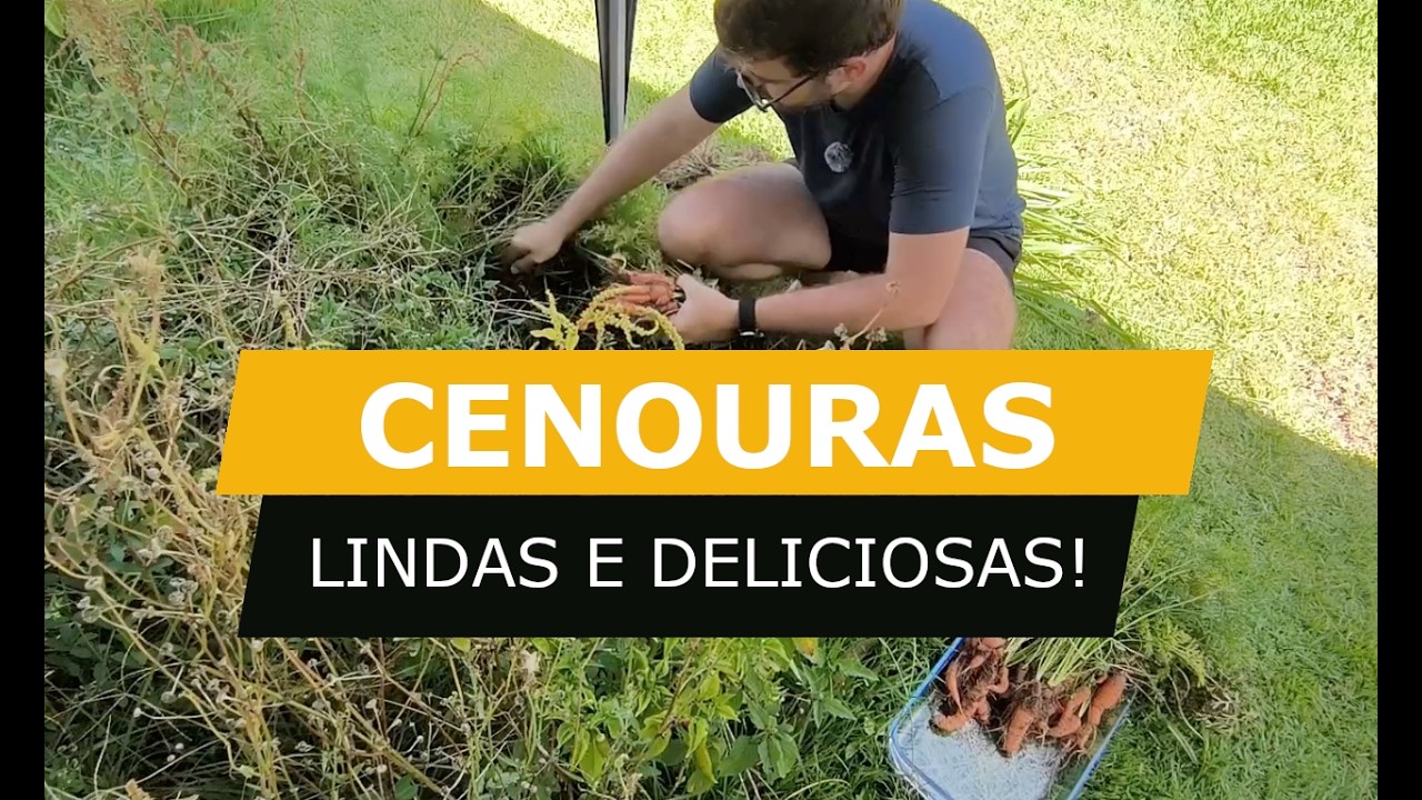 Colheita das Cenouras e Reforma do Segundo Canteiro