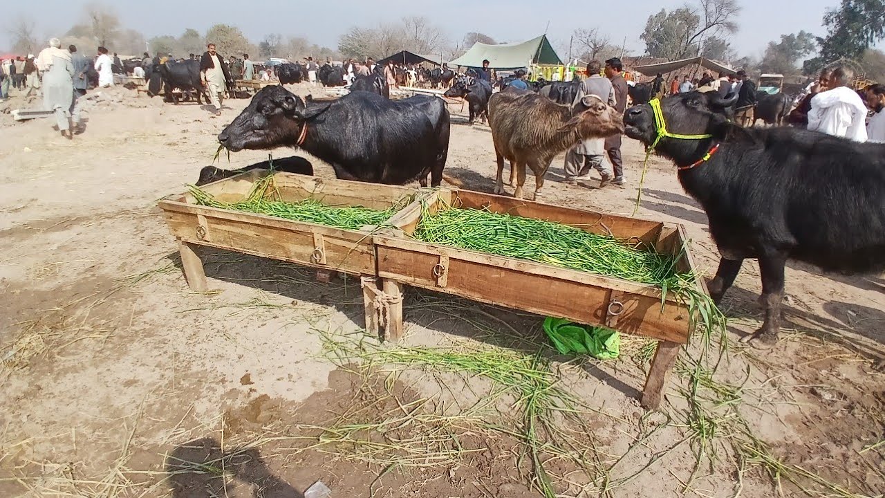 Gujarat Mandi bafalo video in Panjabi