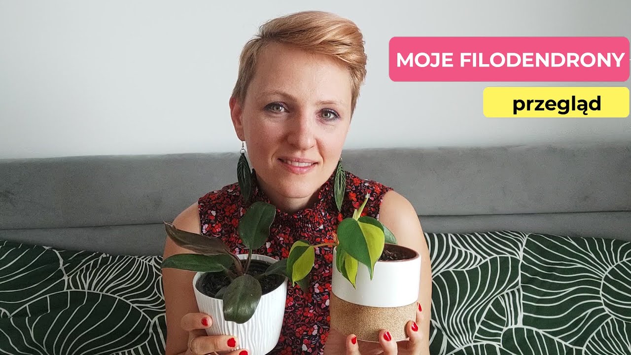 Moje filodendrony | Przegląd moich fiodendronów | Pink pincess, brasil, micans, scandens | PIPILOTKA