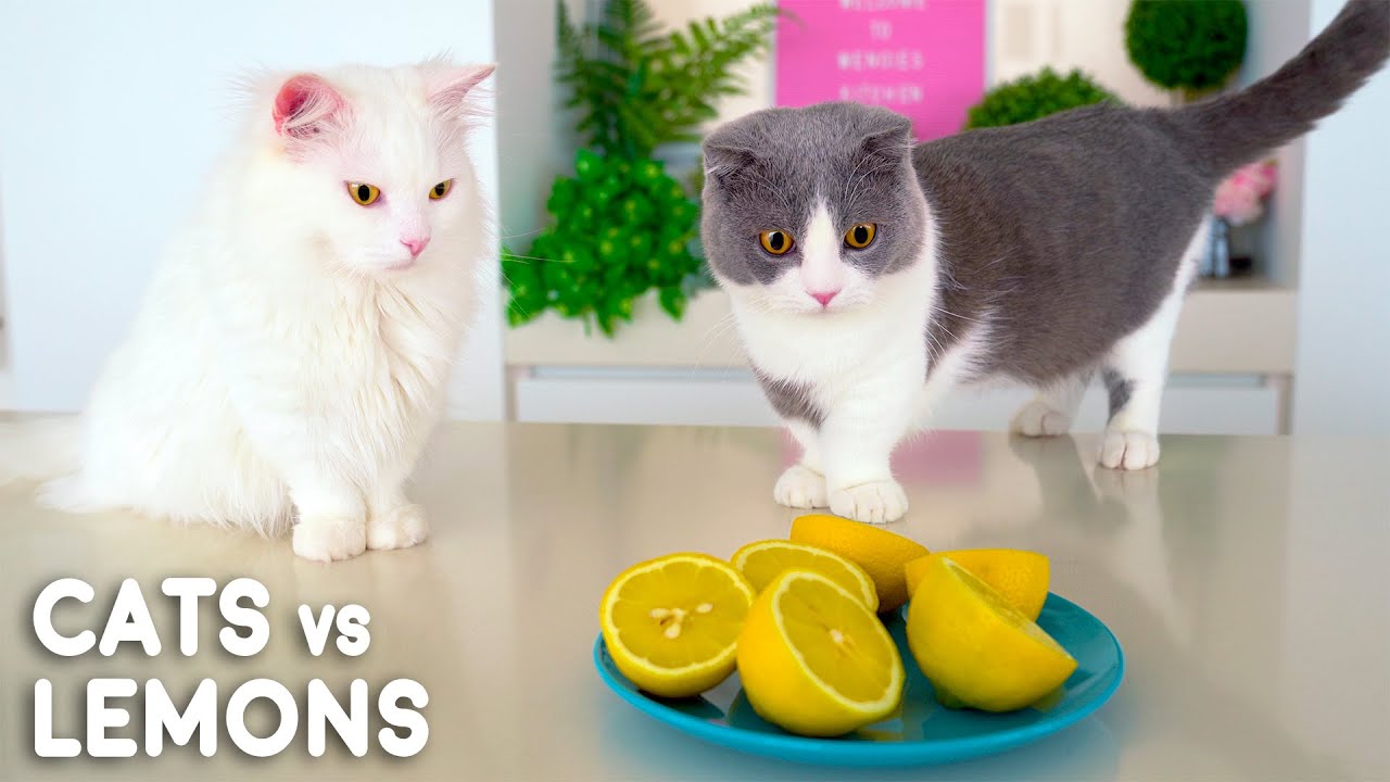Can Cats Eat Lemons?