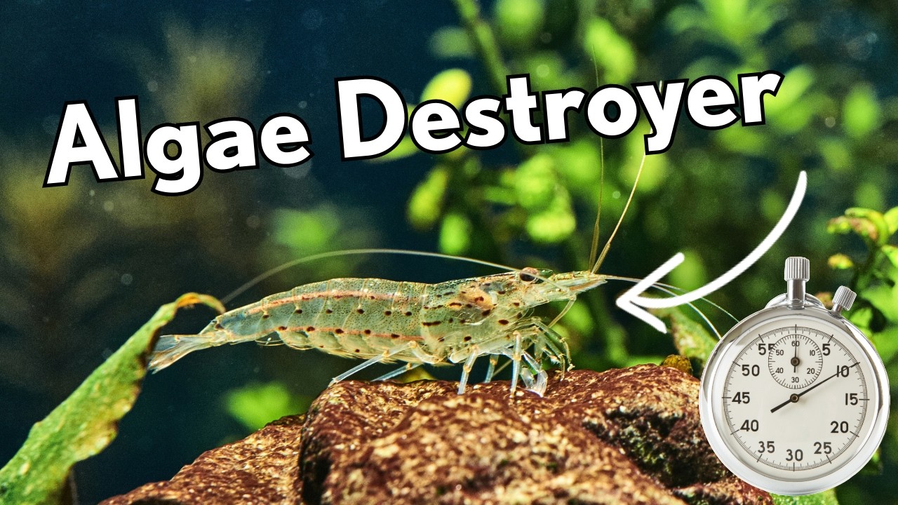 How To Care For Amano Shrimp In Under 5 Minutes