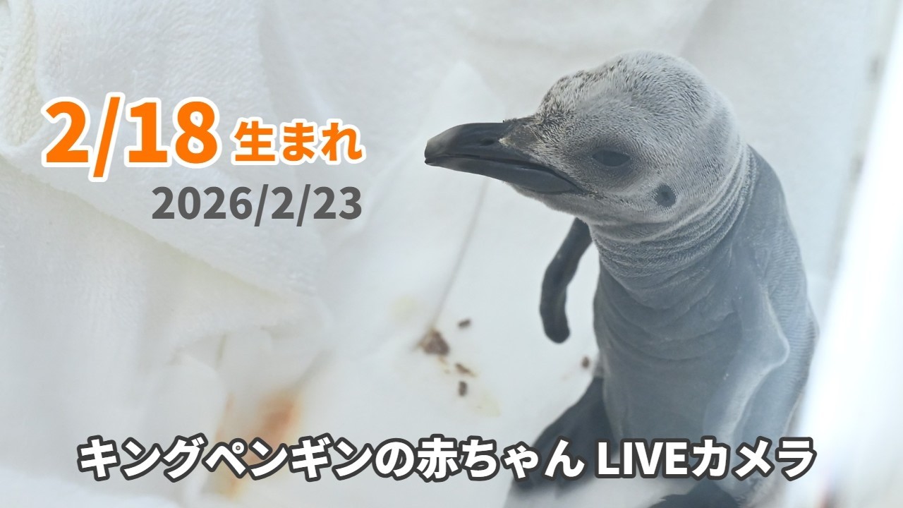 キングペンギンの赤ちゃんライブカメラ（2026/2/23）