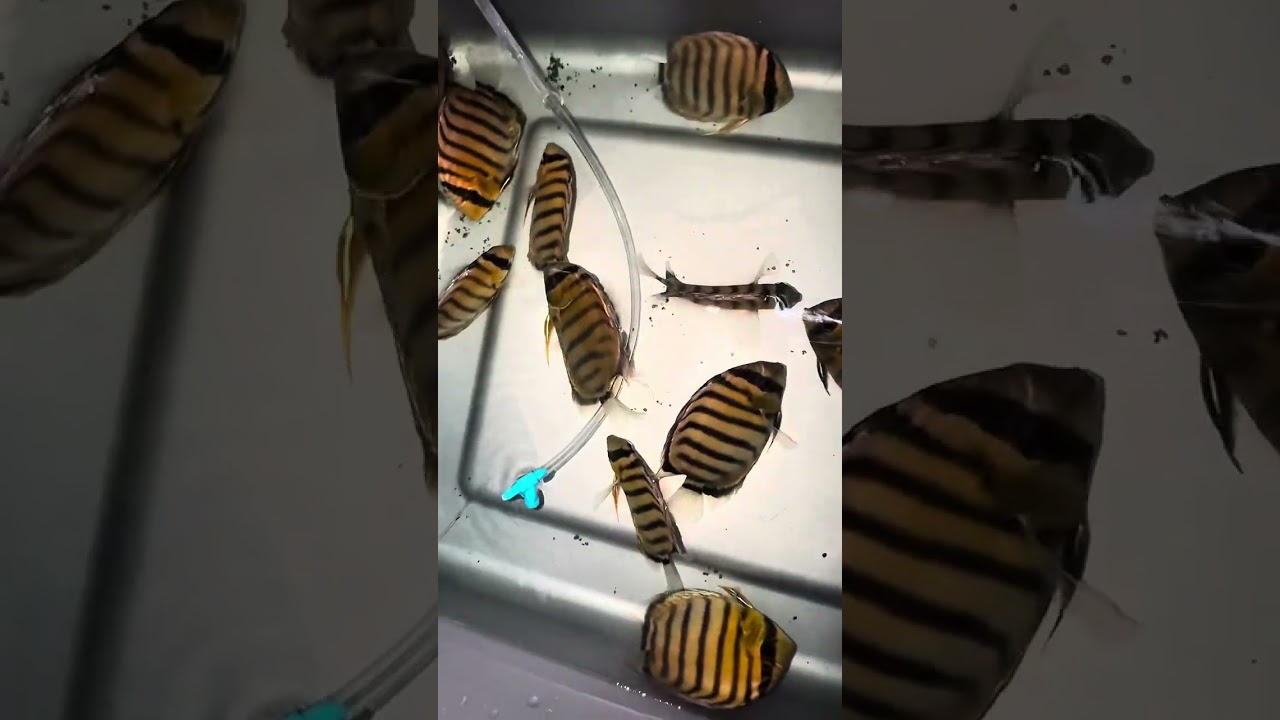 New Colombian Fish Import 10/29/25