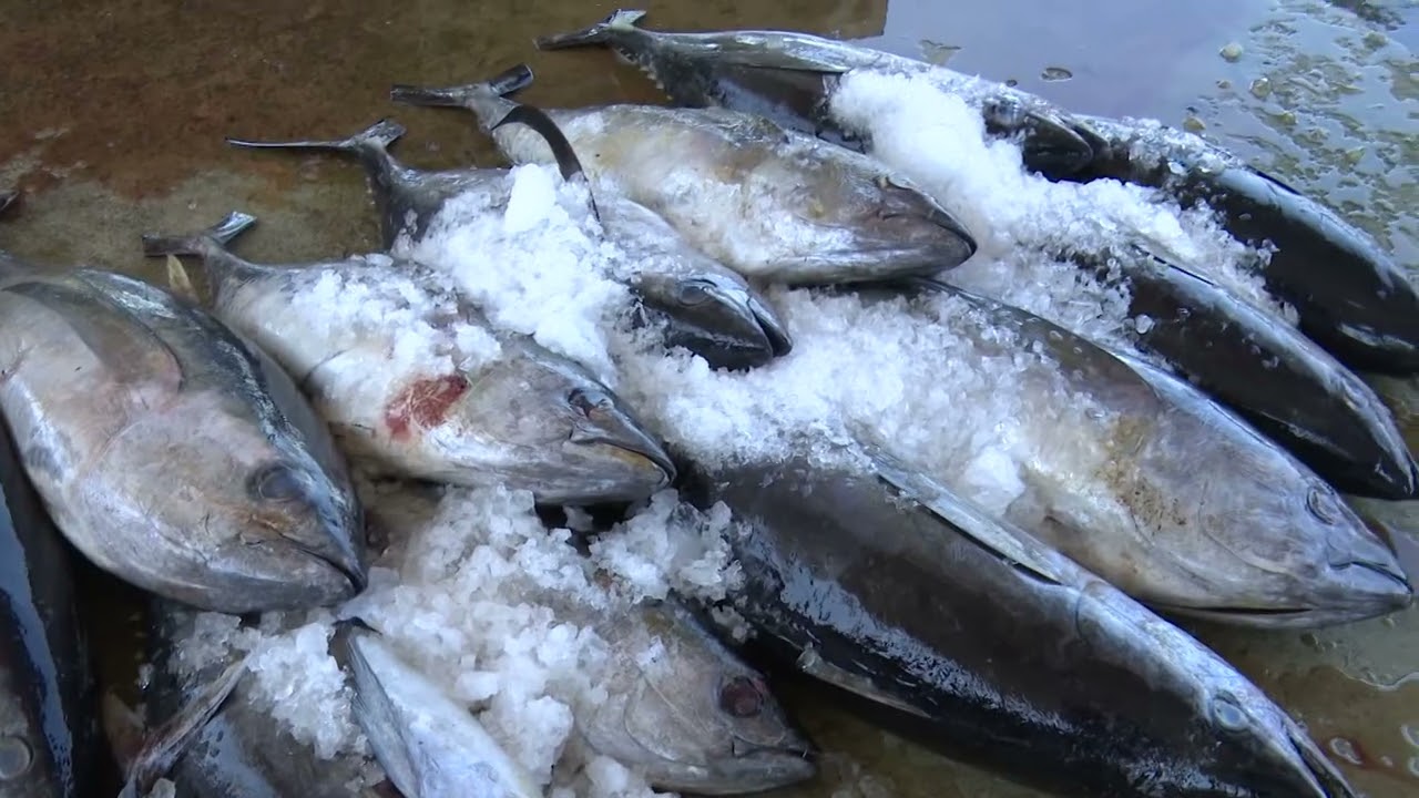 Vietnam&rsquo;s tuna exports face new challenges