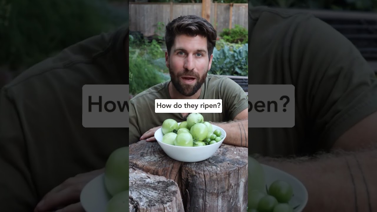 Got green tomatoes? Here&rsquo;s how to get them to ripen! #gardening #gardeningtips