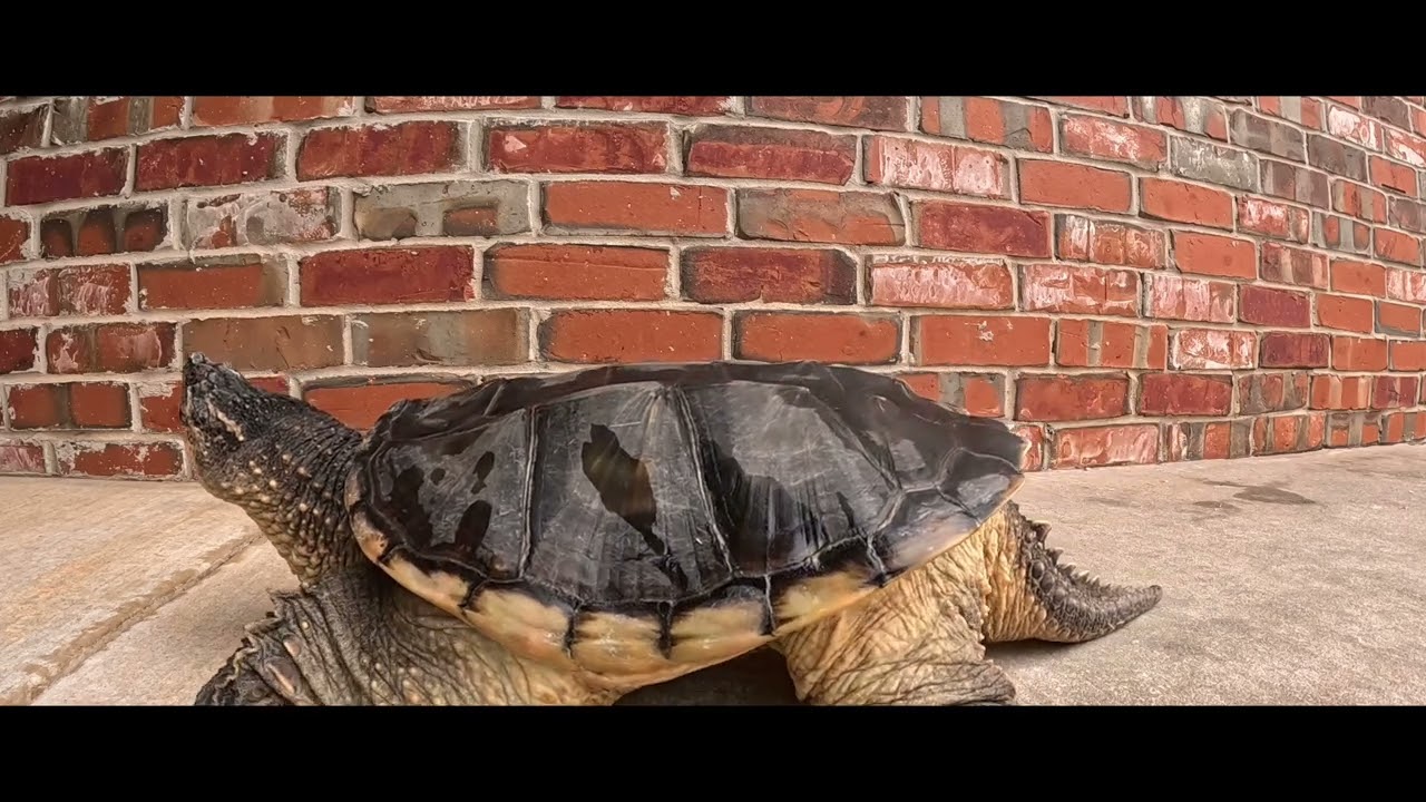 Letting Big B out for a walk while I clean his tank. #turtle #pets #fish #aquarium 