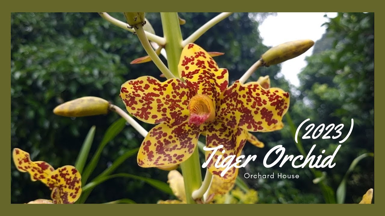 Tiger Orchid 2023 | Original Sungai Baong Hill, Penang || Orchard House