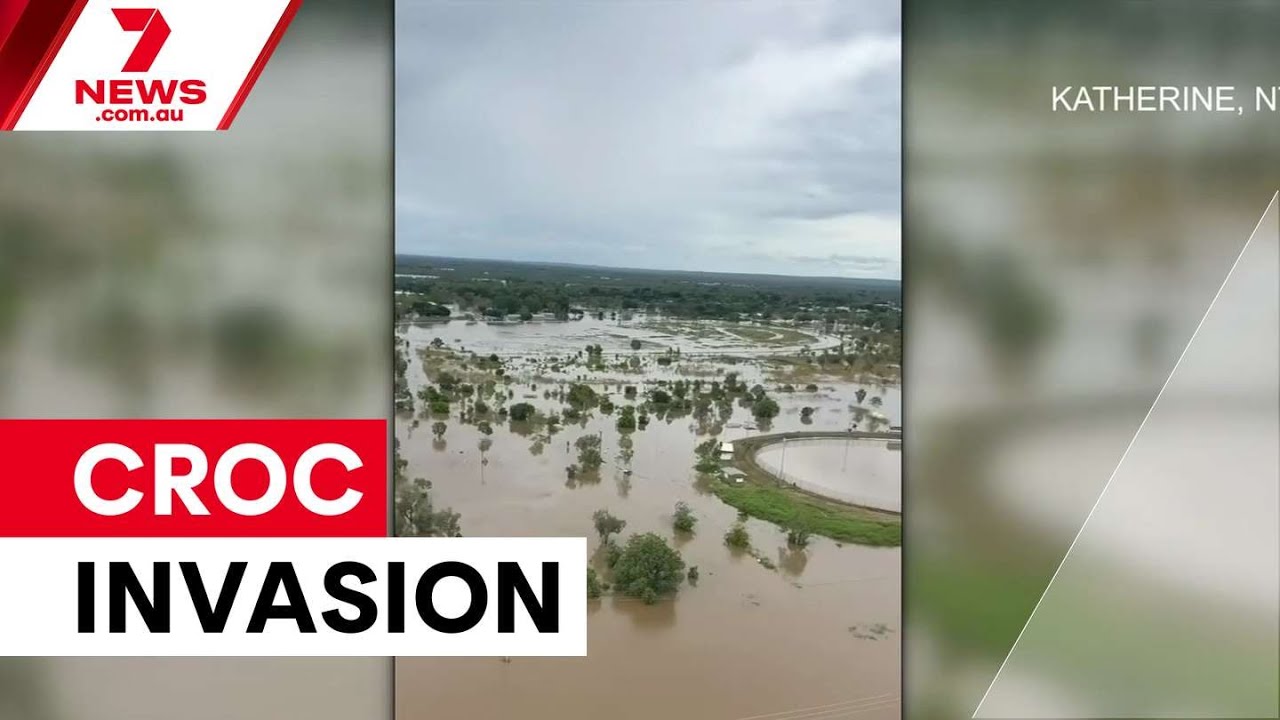 Crocodiles invade Katherine as floods peak | 7NEWS