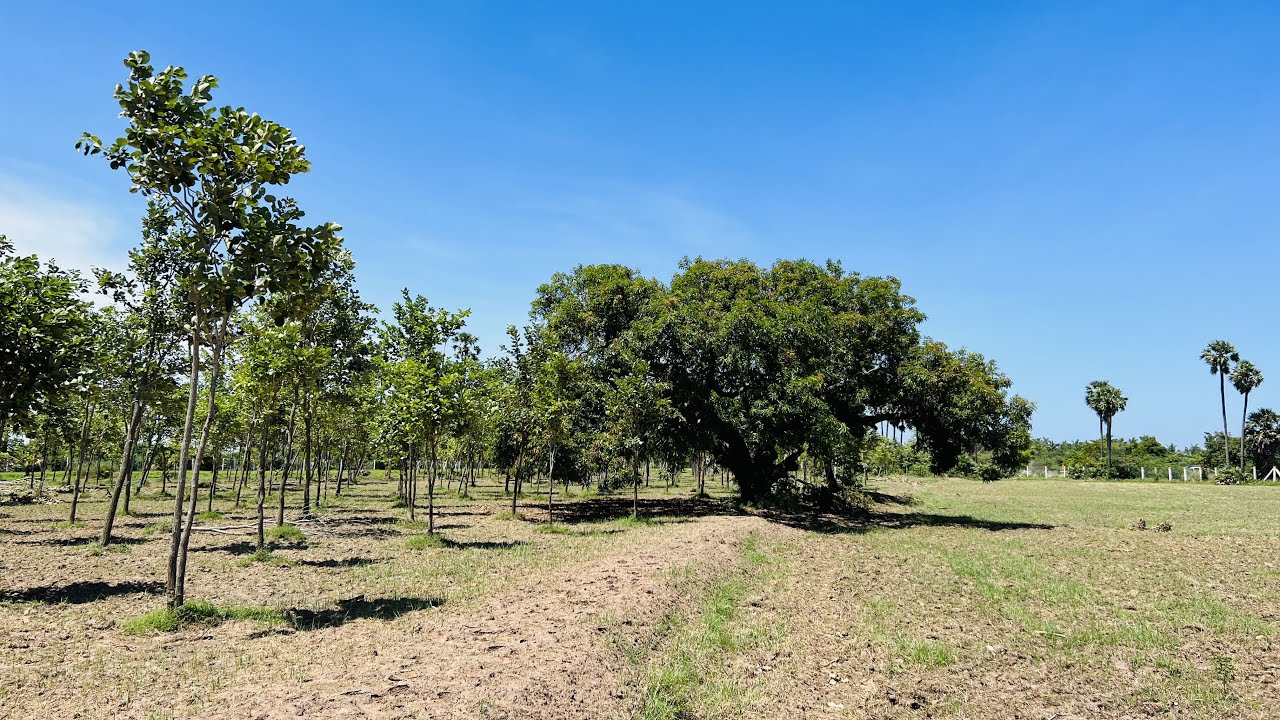 AD:182 Red Sandalwood Mango Farm Best Investment Property 10 Acres ECR Near Koovathur