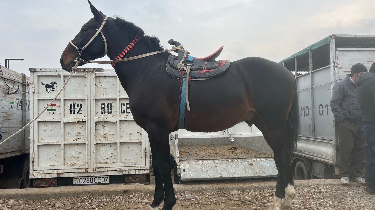 😱🐎АСПБОЗОРИ ЛЕНИНСКИЙ РАЙОН. 👍😱😱топ. 